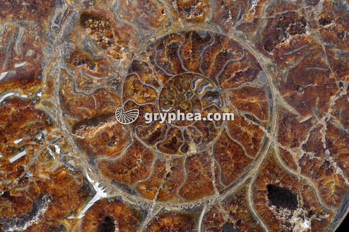 Vue interne d'une coquille d'ammonite (surface polie) - gryphea.org